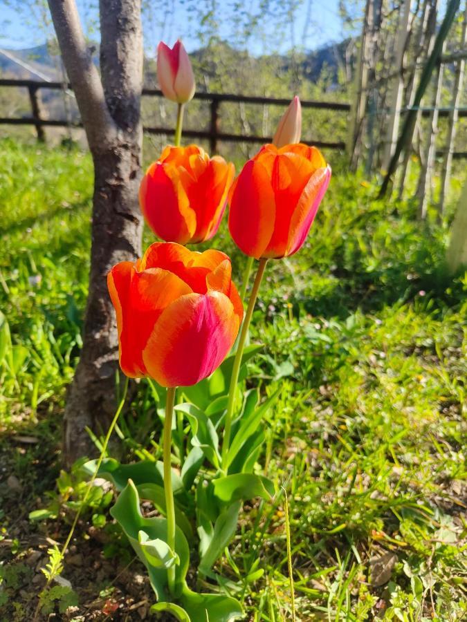 La Valle Fiorita Soviore Екстериор снимка